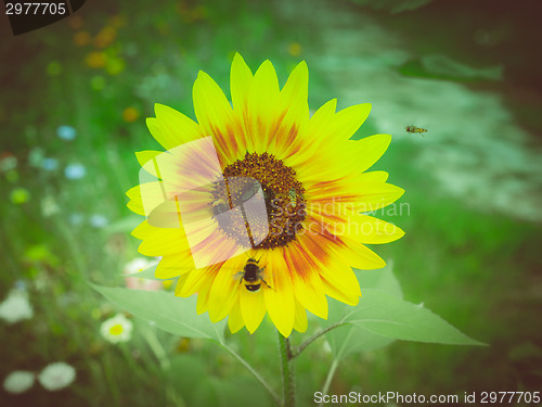 Image of Retro look Sunflower flower