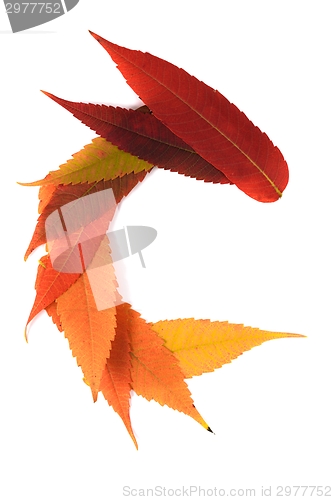 Image of Letter made out of Leaves