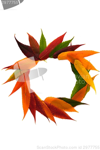 Image of Letter made out of Leaves