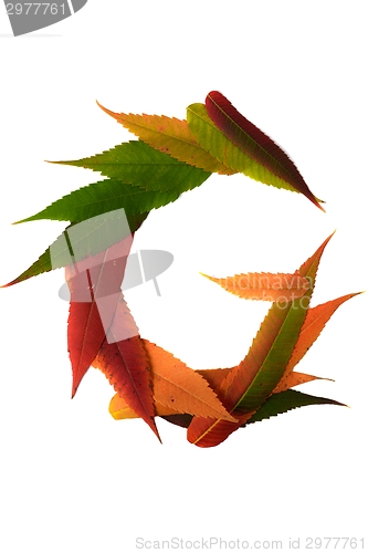 Image of Letter made out of Leaves