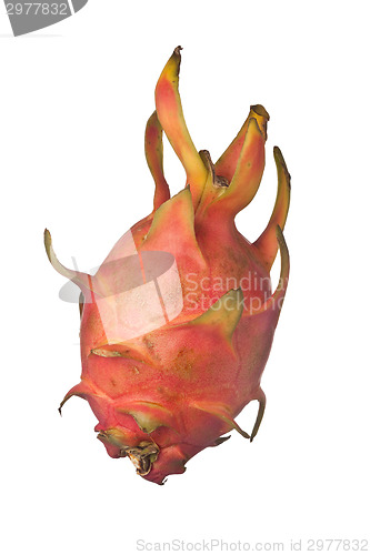 Image of Single whole dragonfruit