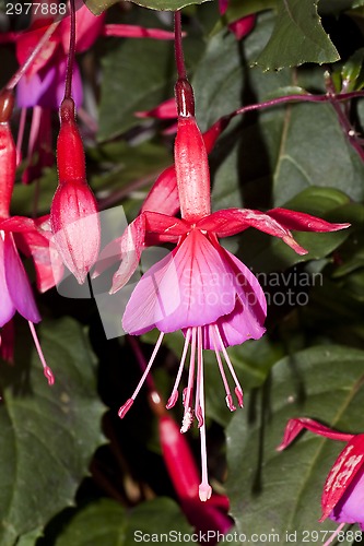 Image of fuchsia