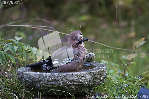 Image of taking a bath
