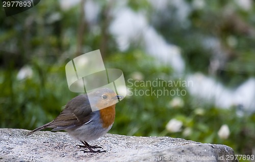 Image of red robin