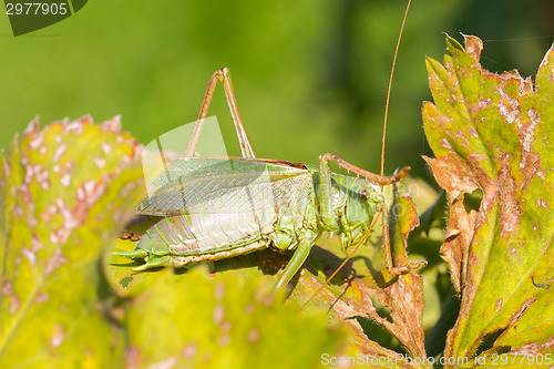 Image of Green grasshoper in a garden