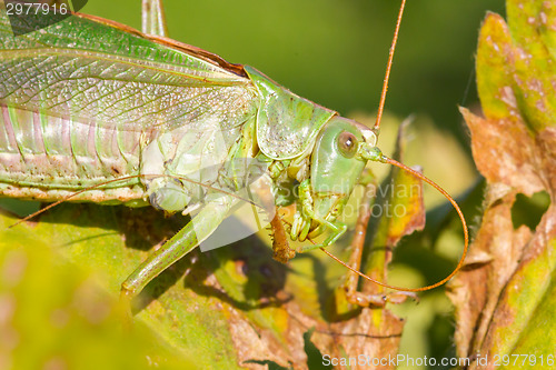 Image of Green grasshoper in a garden