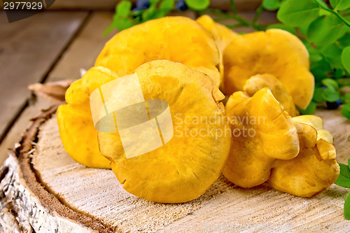 Image of Chanterelles on birch die