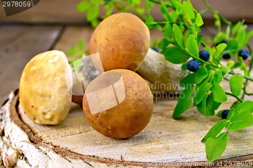 Image of Ceps with blueberries on birch billet