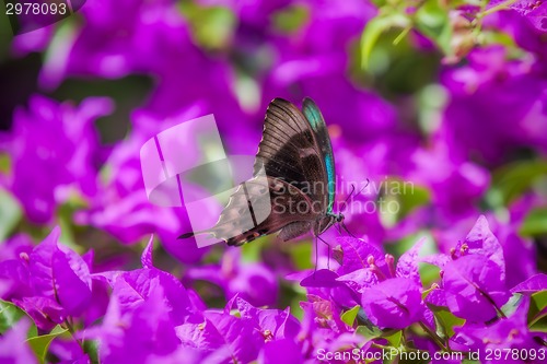 Image of Blue Swallowtail Butterfly