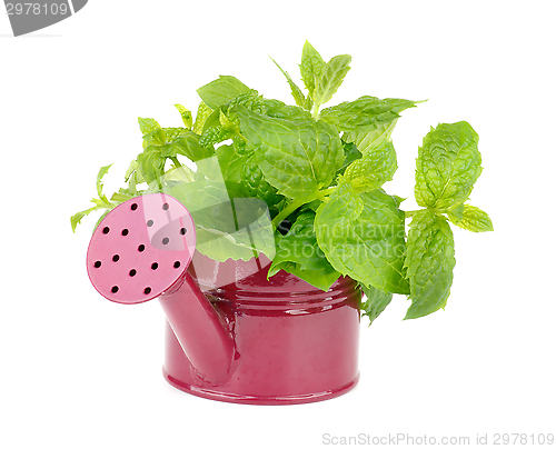 Image of Mint Leafs Bunch