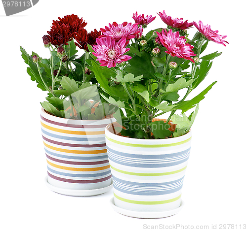 Image of Potted Chrysanthemum