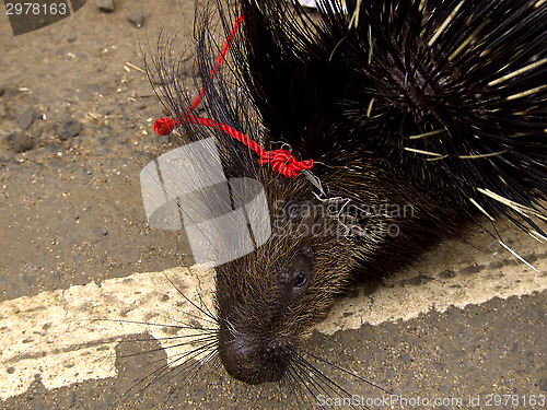 Image of Closeup of an asian porcupine