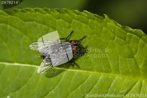 Image of fly