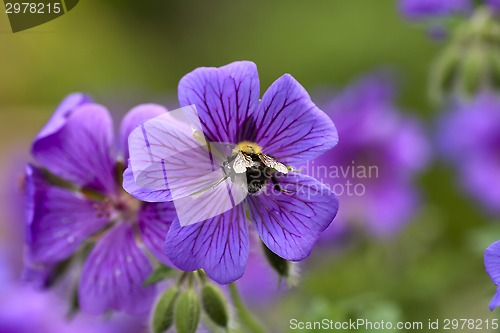 Image of woodland cranesbill with bumble bee