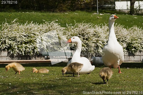 Image of goose family