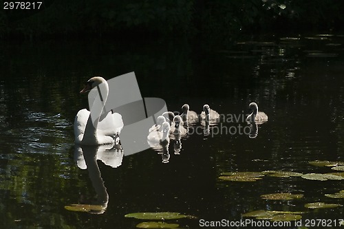 Image of swan family