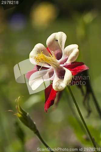 Image of columbine