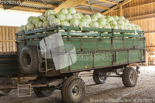 Image of Freshly harvested potatoes and cabbages