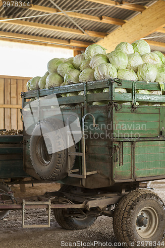 Image of Freshly harvested potatoes and cabbages