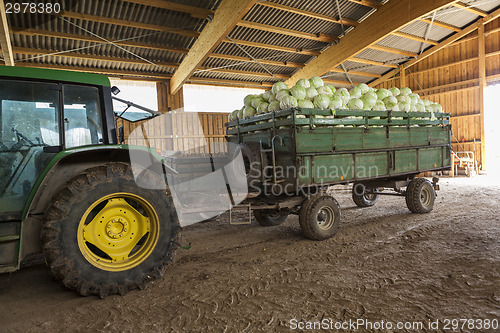 Image of Freshly harvested potatoes and cabbages