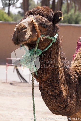 Image of Camel in Marrakesch, Morocco