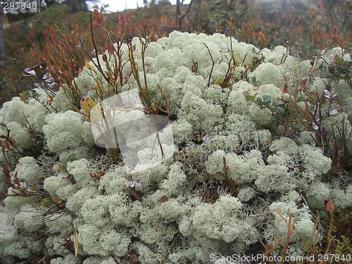 Image of Lichen on the forest floor