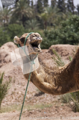 Image of Camel in Marrakesch, Morocco