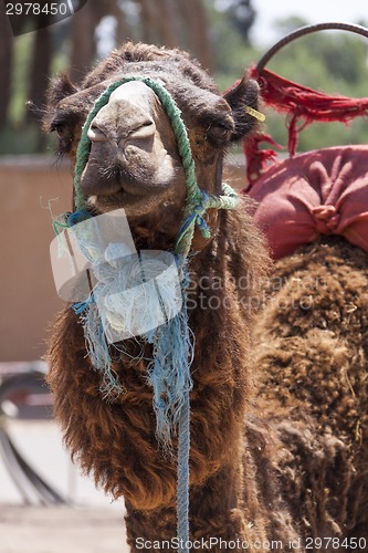 Image of Camel in Marrakesch, Morocco