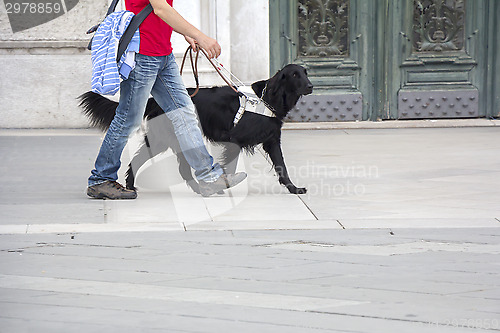 Image of Guide dog is helping a blind man