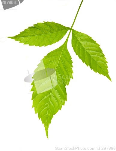 Image of Three green leaves

