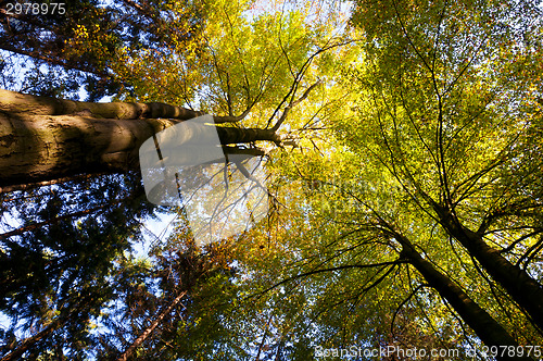 Image of Autumn (fall) forest