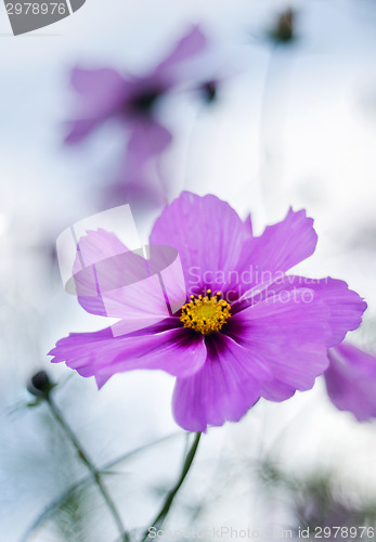 Image of Autumn flower