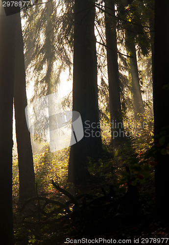 Image of Morning in forest