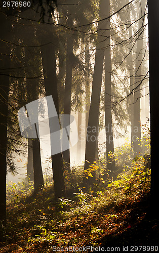 Image of Morning in autumn (fall) forest