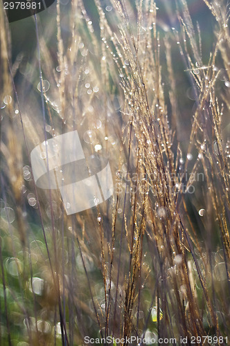 Image of Grass. Abstract nature background