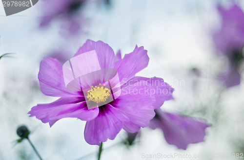 Image of Autumn flower