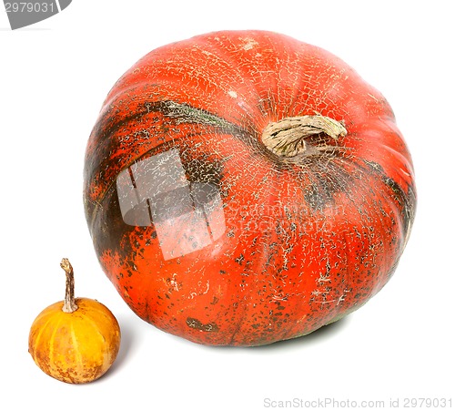 Image of Big and small pumpkins