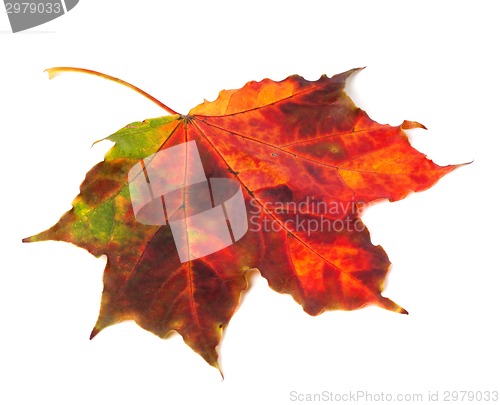 Image of Multicolor autumn maple leaf on white background