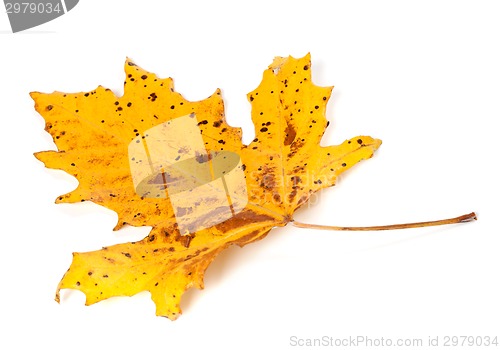 Image of Speckled autumn leaf on white background