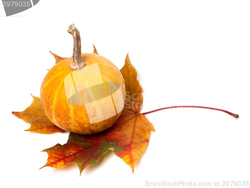 Image of Orange decorative pumpkin on autumn maple-leaf