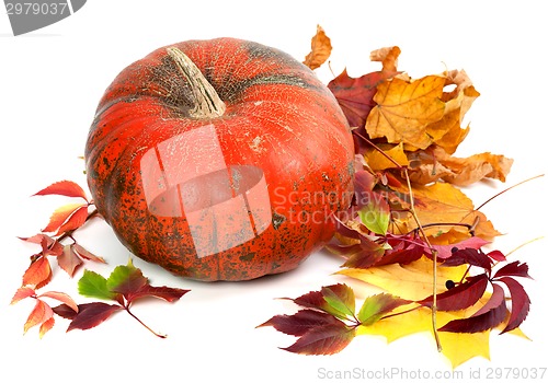 Image of Red ripe pumpkin in autumn leaves.