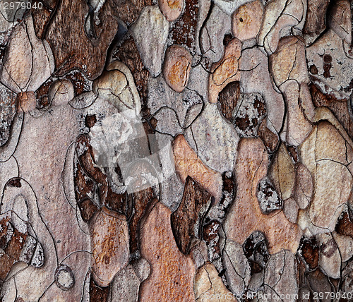 Image of Wooden texture of pine-tree