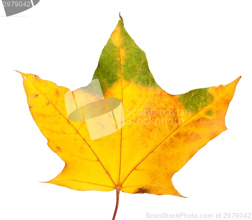 Image of Autumn yellowed maple leaf
