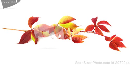 Image of Branch of autumn grapes leaves (Parthenocissus quinquefolia foli