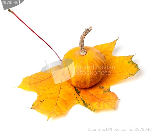 Image of Small decorative pumpkin on autumn maple-leaf