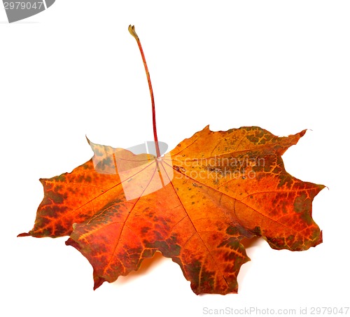 Image of Red autumn maple-leaf