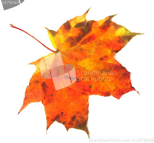 Image of Multicolor autumn maple-leaf