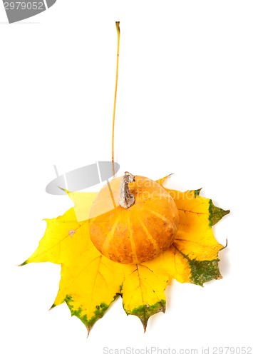 Image of Decorative pumpkin on autumn maple-leaf