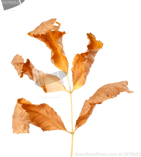 Image of Dried autumn leaf