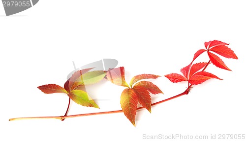 Image of Branch of red autumn grapes leaves 
